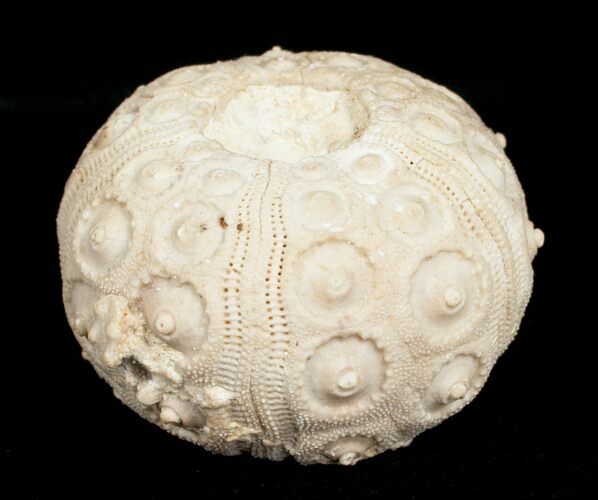 Balanocidaris Urchin Fossil - Morocco #5028